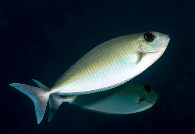  Naso thynnoides (Oneknife Unicornfish)